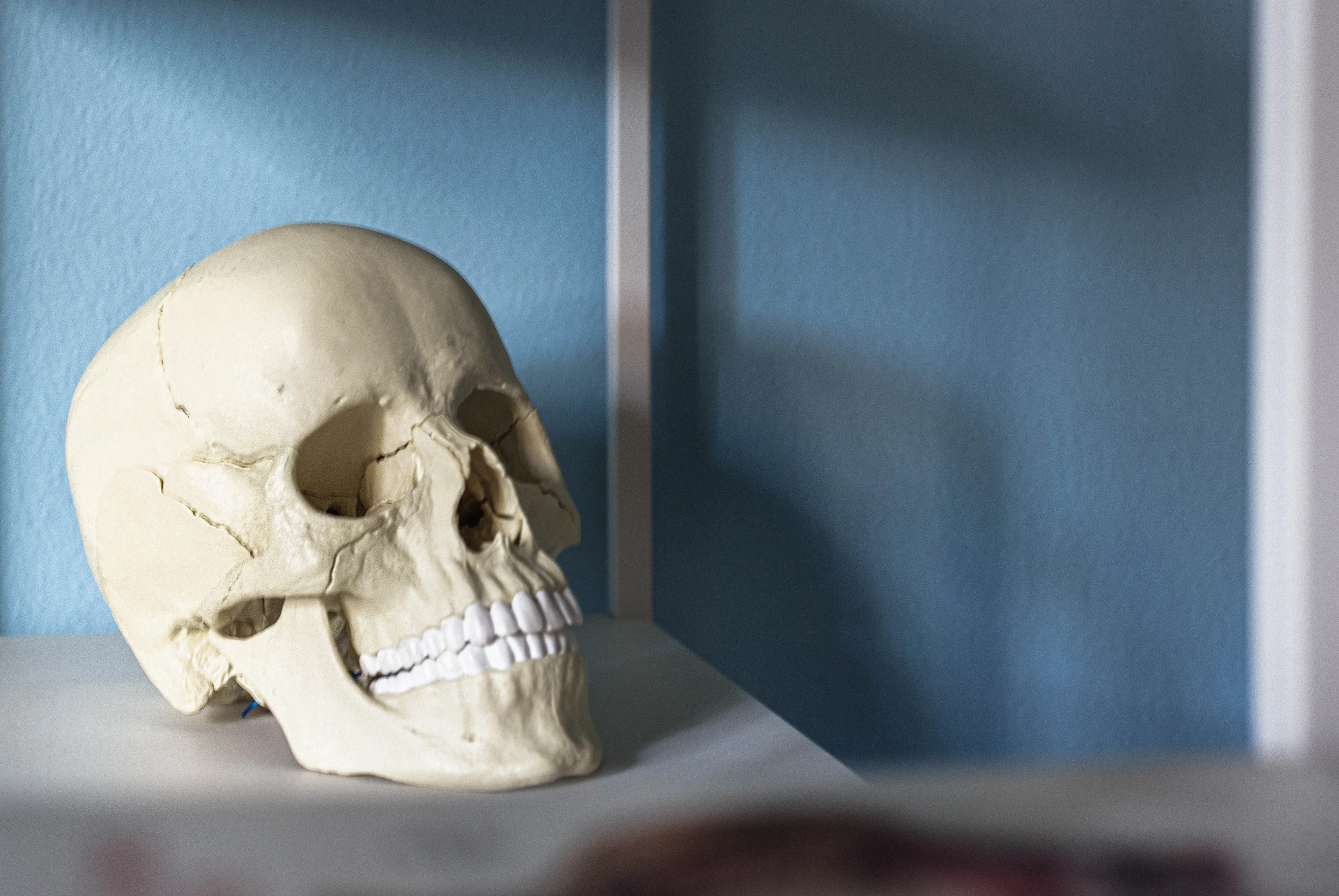 dettaglio-del-teschio